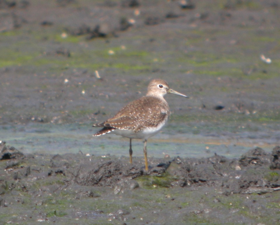 DSCN8424 c Solitary Sandpiper Aroma Park IL 10-9-2015