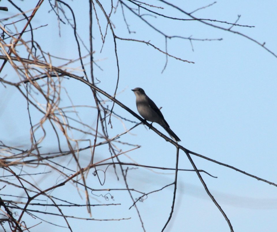 IMG 6443c Townsend's Solitaire Braidwood Lake IL 1-14-2016