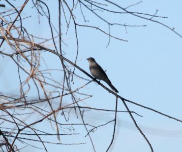 IMG 6443c Townsend's Solitaire Braidwood Lake IL 1-14-2016