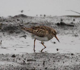 IMG 4767 c Pectoral Sandpiper Iroquois Co IL 10-31-2015