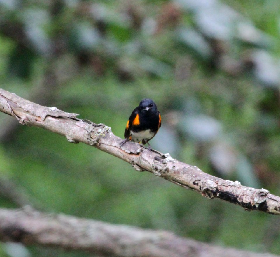 IMG 0022 c American Redstart Willow Slough FWA IN 6-19-2015