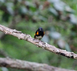IMG 0022 c American Redstart Willow Slough FWA IN 6-19-2015 photo