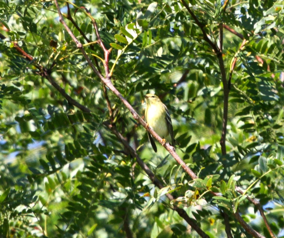 IMG 2166 c Blackpoll Warbler Kankakee IL 9-13-2015