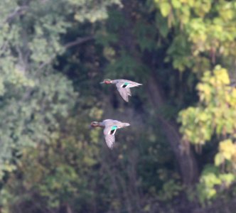 IMG 4187 c Green-winged Teal Kankakee IL 10-20-2015