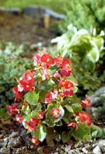 Canon EOS30 - New Scan - Some Flowers
