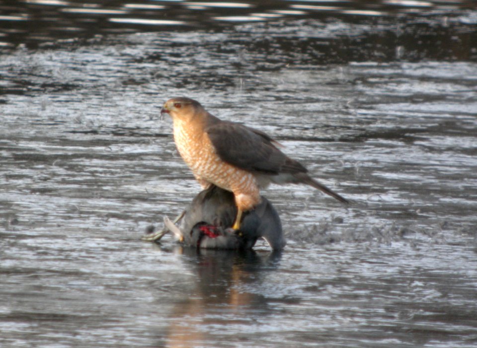 DSCN6739 Cooper's Hawk  Kankakee Co IL 01-10-13