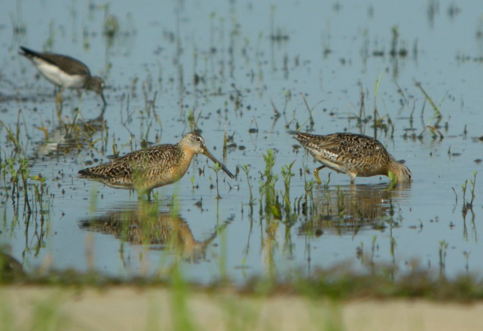DSCN7717 c Short-billed Dowitcher Whispering Willows Kankakee Co IL 7-29-2015