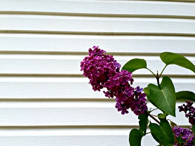 Flower purple flower nature
