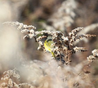 IMG 4861 c Nashville Warbler Perry Farm Kankakee Co IL 11-3-2015