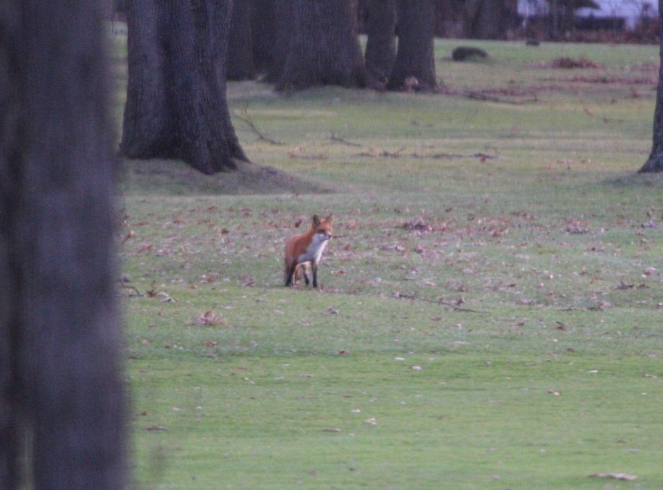 IMG 3355c Red Fox Hse Kankakee IL 12-30-2016