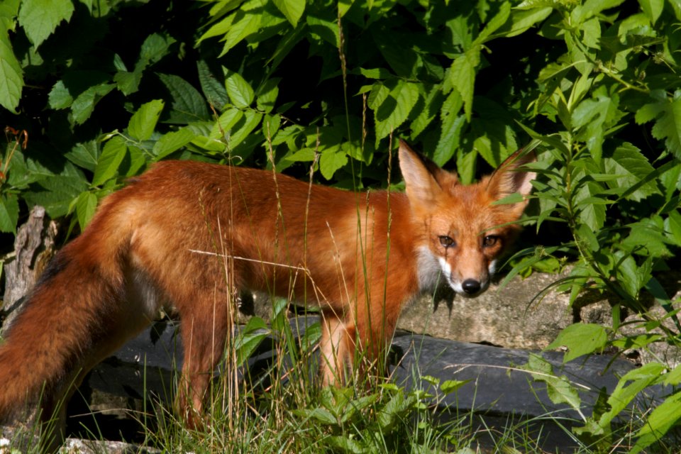 IMG 0663c Red Fox Hse Kankakee IL 6-27-2018