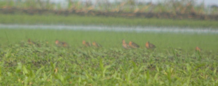 DSCN7590 c Short-billed Dowitcher Whispering Willows Bourbonnais IL 7-11-2015