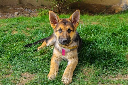 Grass lying dog puppy