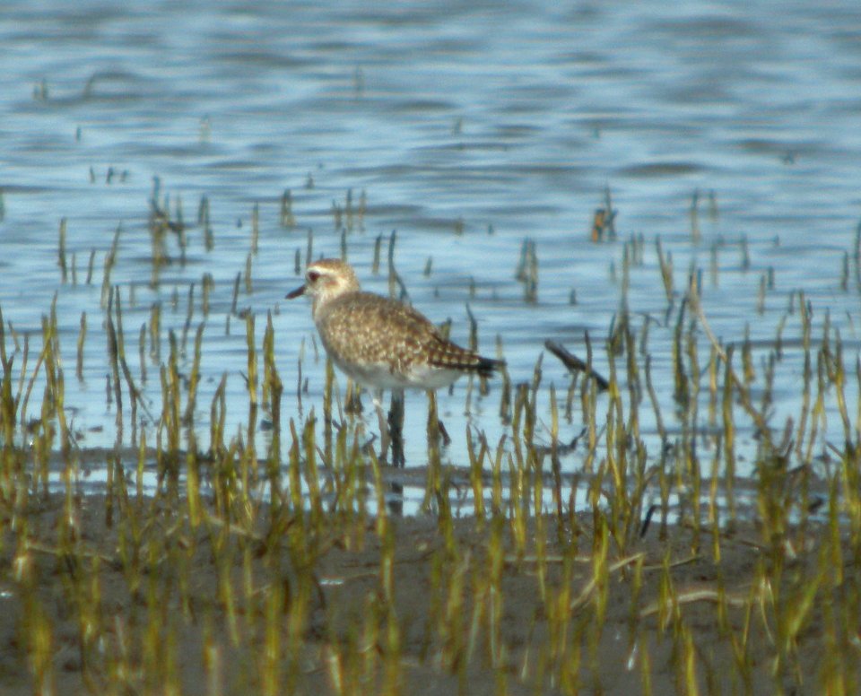 DSCN4238 c Black-bellied Plover  Kankakee Co IL 7-6-12