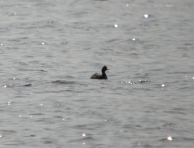 DSCN2127 c Eared Grebe Newton Co IN 3-29-12