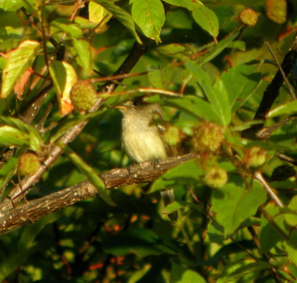 DSCN7815 c Least Flycatcher LaSalle FWA IN 8-7-2015