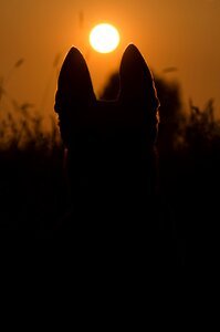 Sunset dog malinois photo