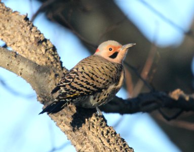 IMG 5187 c Northern Flicker Metro Sewer Kankakee IL 11-13-2015