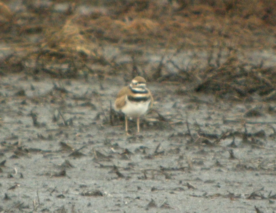 DSCN9251c Killdeer Iroquois Co NW IL 12-15-2015