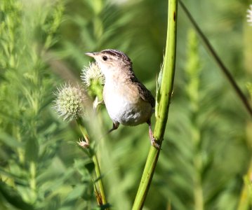 IMG 1358 c Sedge Wren Perry Farm Bourbonnais IL 8-22-2015
