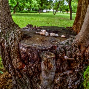 Stone Sacrifice Offered to the Tree by Someone in Psychiatric Hospital photo