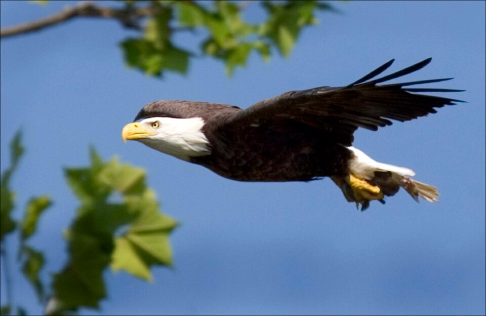Flying raptor bird
