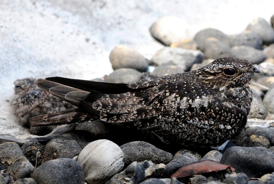 Common Nighthawk w/chick at nest The Daily Journal Bldg  Kankakee IL 6-26-2014 (Photo by Scott Anderson from the Daily Journal)