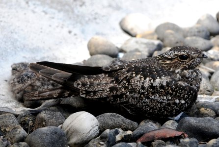 Common Nighthawk w/chick at nest The Daily Journal Bldg  Kankakee IL 6-26-2014 (Photo by Scott Anderson from the Daily Journal)