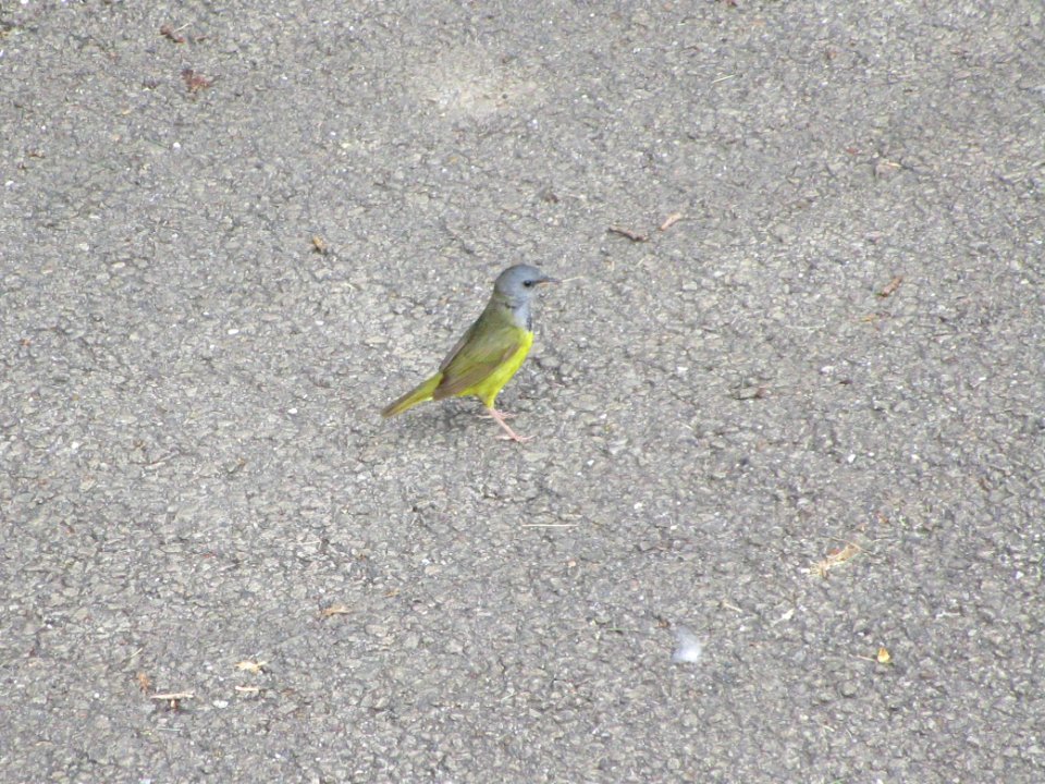 IMG 0112c Mourning Warbler LeVasseur Park Kankakee-IL 6-2-2018
