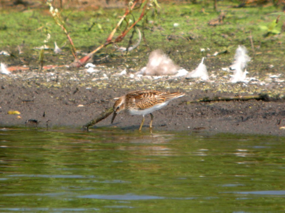 DSCN8143 c Least Sandpiper Whispering Willows Kankakee Co IL 9-4-2015