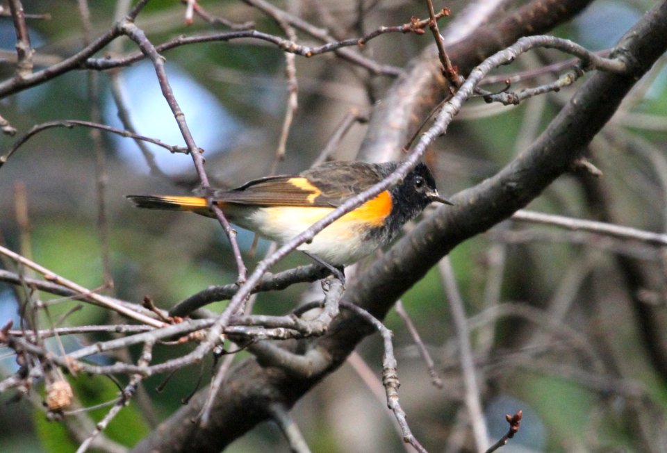 IMG 2467 c American Redstart Hse Kankakee IL 9-17-2015