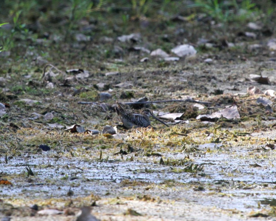 IMG 0975 c Wilson's Snipe Whispering Willows Kankakee Co IL 8-6-2015