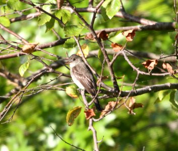 IMG 1454 c Eastern Wood Pewee LaSalle FWA IN 8-24-2015