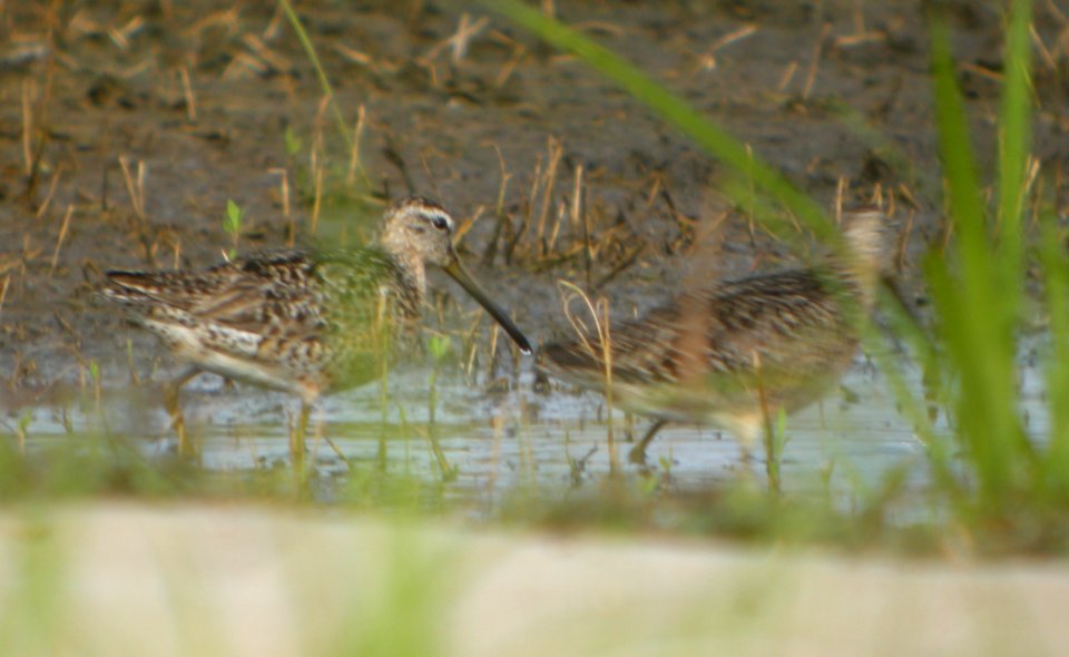 DSCN7709 c Short-billed Dowitcher Whispering Willows Kankakee Co IL 7-29-2015