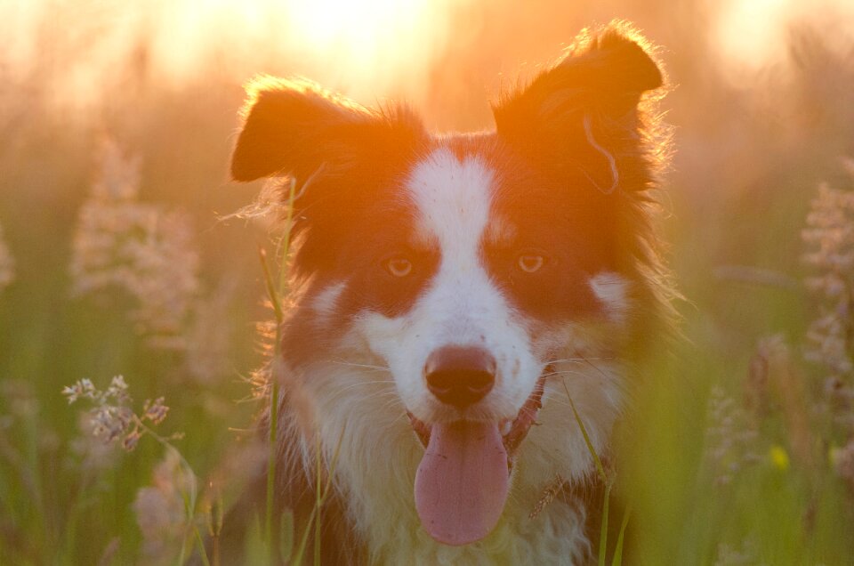British sheepdog landscape beautiful