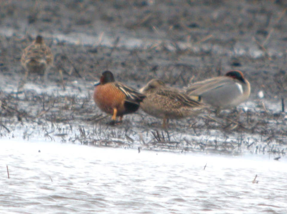 DSCN6119 c Blue-winged x Cinnamon Teal TNC Kankakee Sands IN 4-6-2015