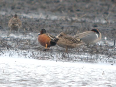 DSCN6119 c Blue-winged x Cinnamon Teal TNC Kankakee Sands IN 4-6-2015