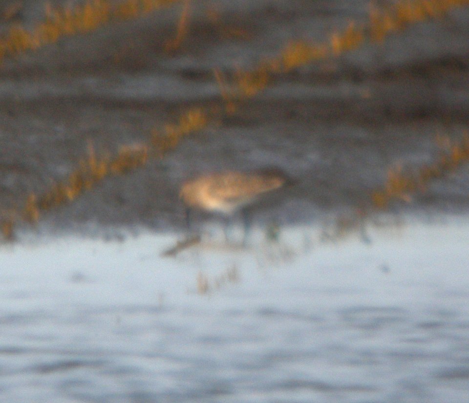 DSCN7851 c Baird's Sandpiper Whispering Willows Kankakee Co IL 8-8-2015