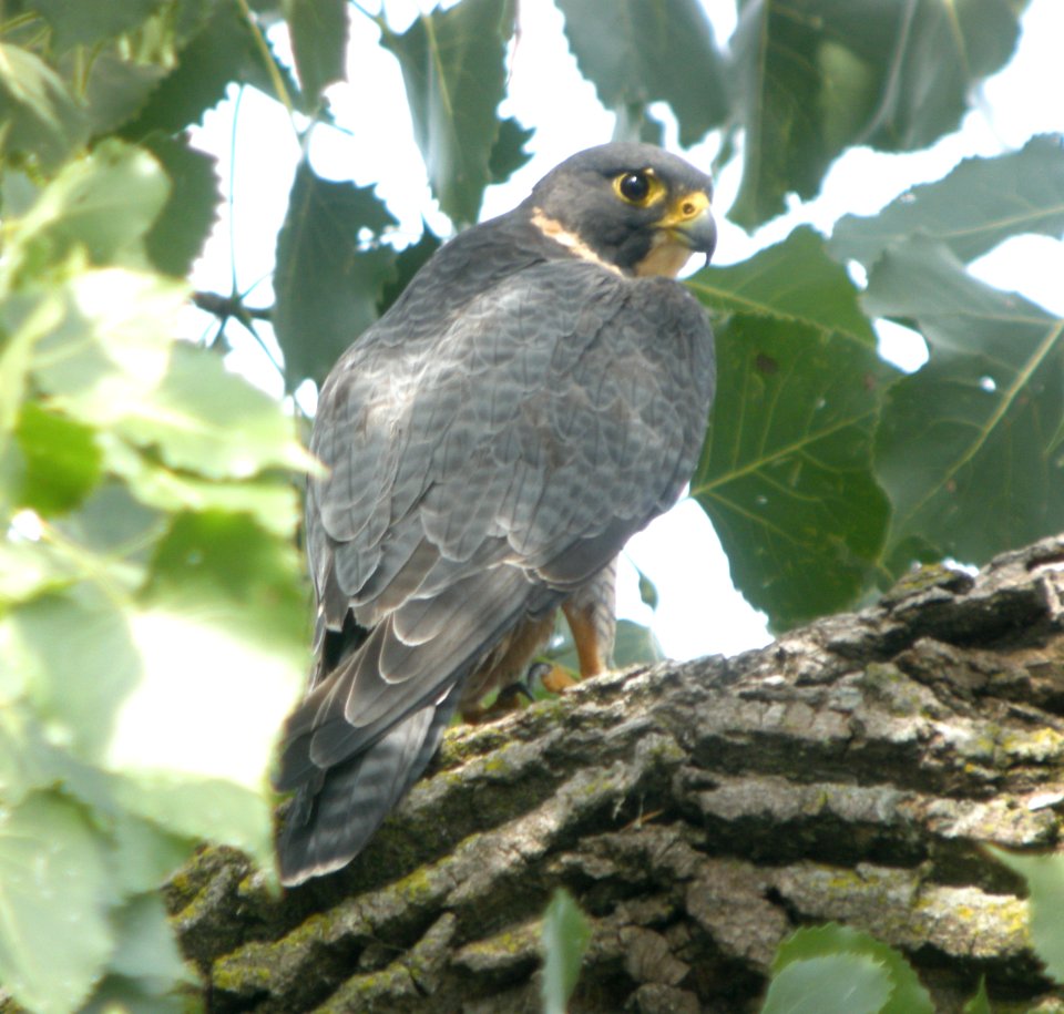 DSCN0295 c Peregrine Falcon  Kankakee IL 8-27-13