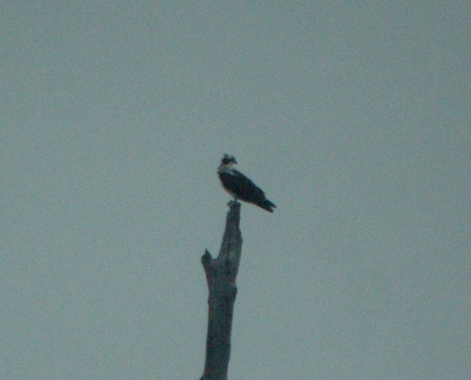 DSCN8367 c Osprey LaSalle FWA IN 10-9-2015