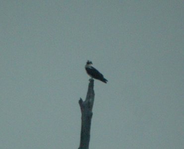 DSCN8367 c Osprey LaSalle FWA IN 10-9-2015