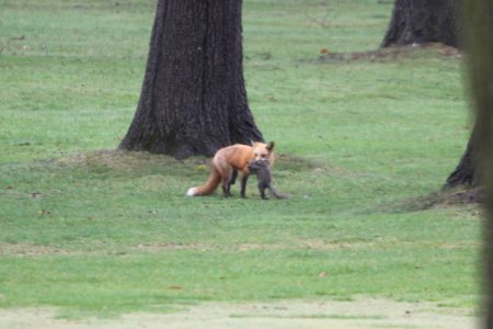 IMG 8897c Red Fox Hse Kankakee IL 4-15-2018