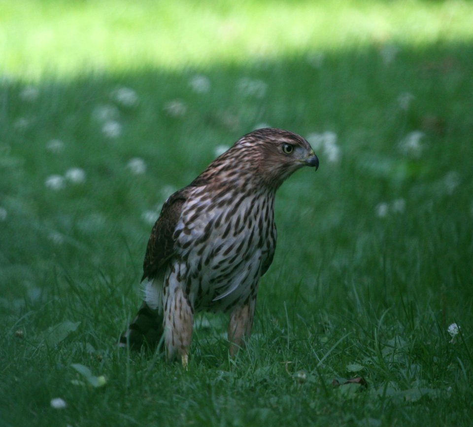 IMG 1107 c Cooper's Hawk Hse Kankakee IL 8-12-2015