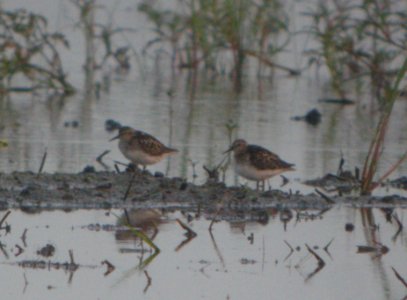 DSCN7557 c Least Sandpiper Whispering Willows Bourbonnais IL 7-6-2015