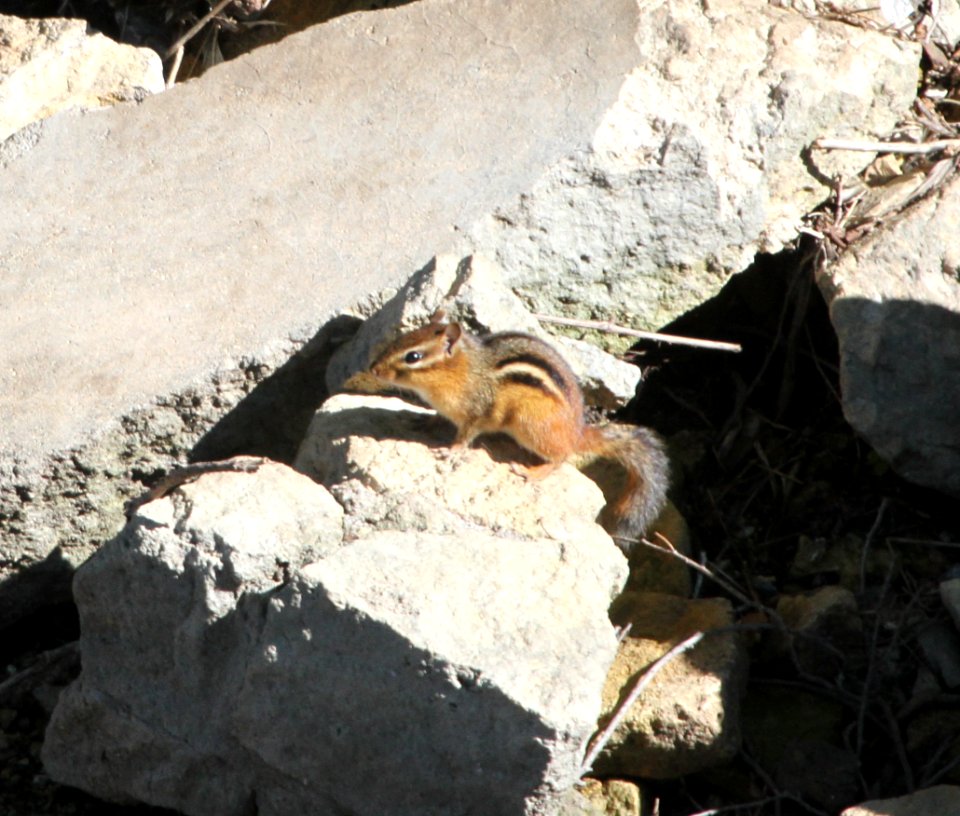IMG 2591 c E Chipmunk Kankakee IL 9-20-2015