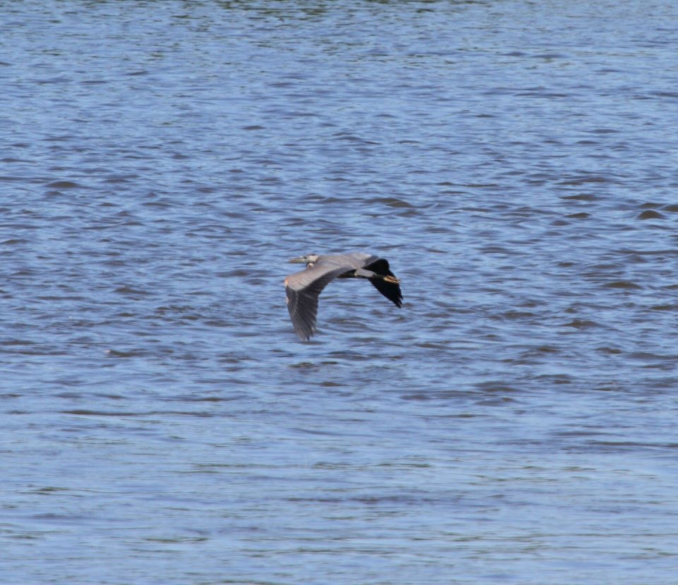 IMG 0850 (2) c Great Blue Heron Dam Kankakee IL 8-1-2015