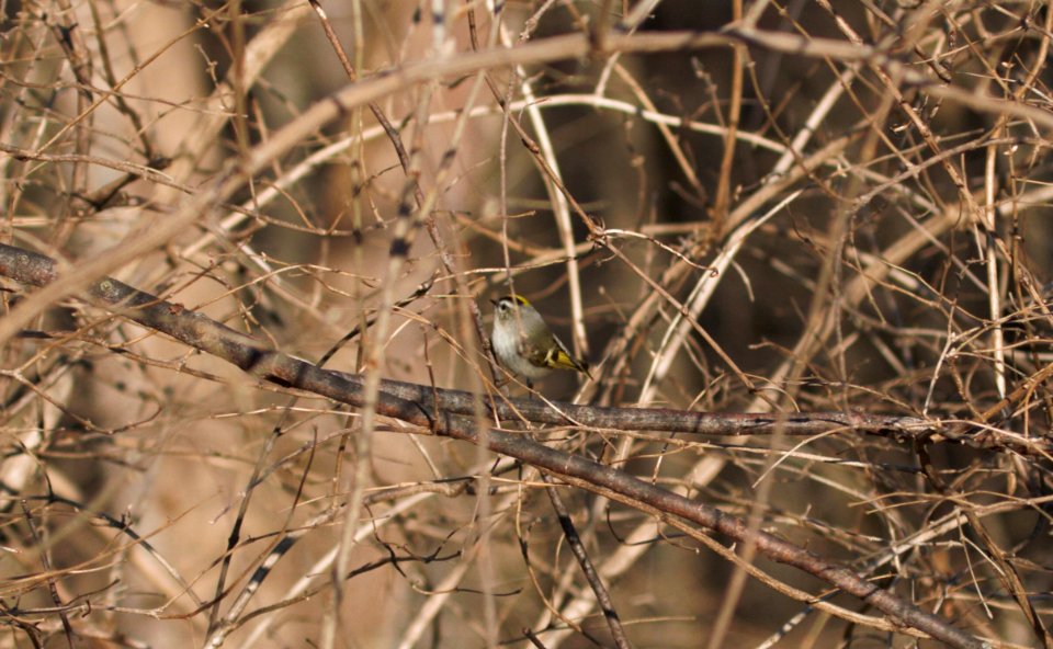 IMG 4108c Golden-crowned Kinglet LeVasseur Park - Perry Farm Kankakee IL 2-15-2017