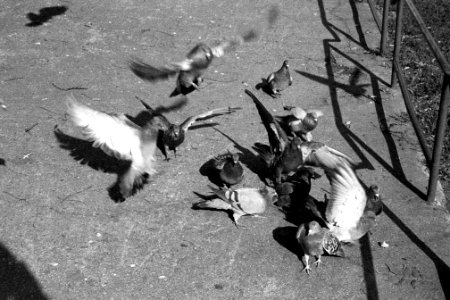 Olympus Mju II - Gathering of Pigeons photo