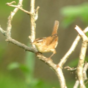 DSCN6555 c Marsh Wren Hse Kankakee IL 5-4-2015