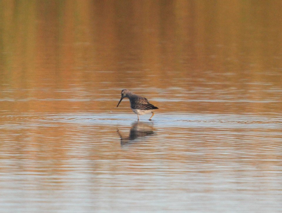 IMG 3834 c Stilt Sandpiper TNC Kankakee Sands IL 10-11-2015